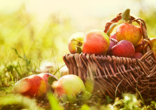 Reading comprehension exercise: The bio sector, level B2