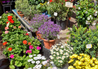 The Liberation Market